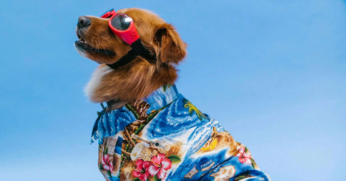 En este momento estás viendo Moda innovadora que resalta el estilo de las mascotas en el día a día